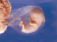 Ocena moralna badań prenatalnych